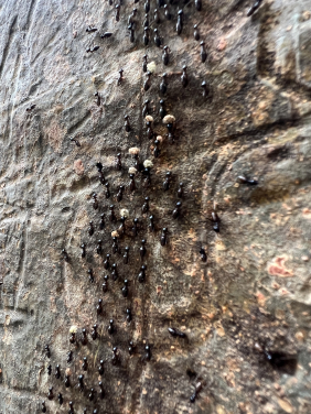 馬來西亞沙巴的白蟻群（相片提供: Louise Ashton）